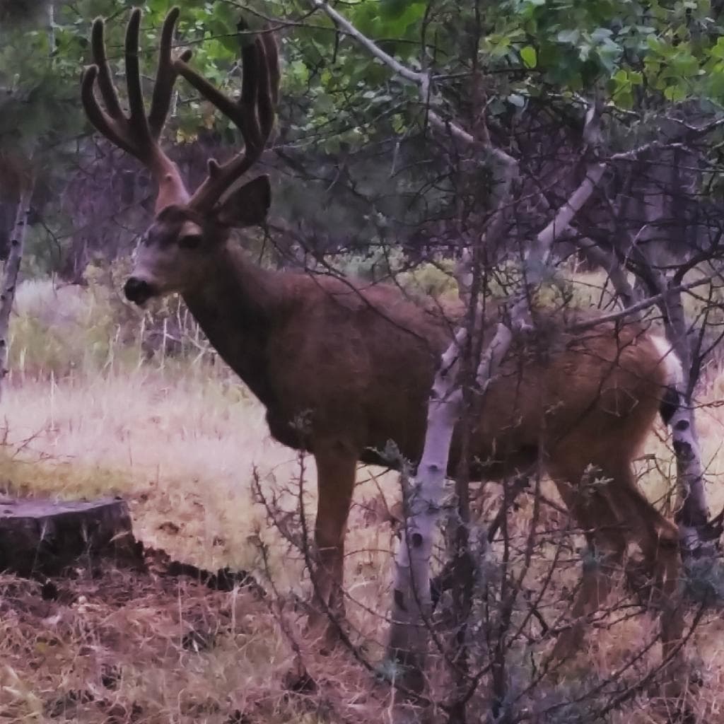 Wildlife!
