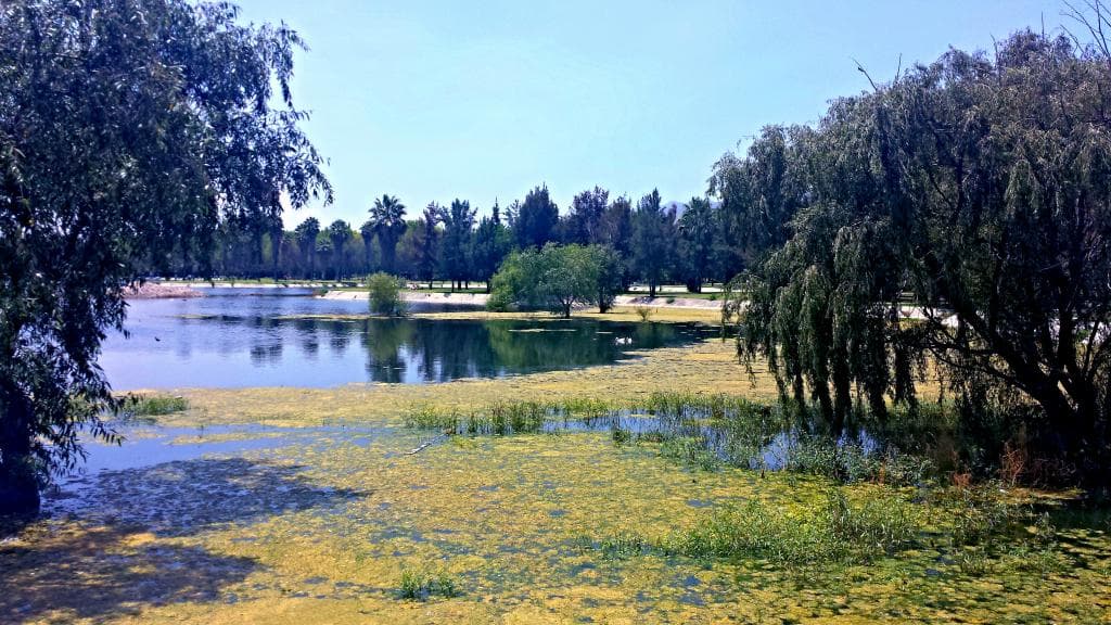Different scenery: the marsh