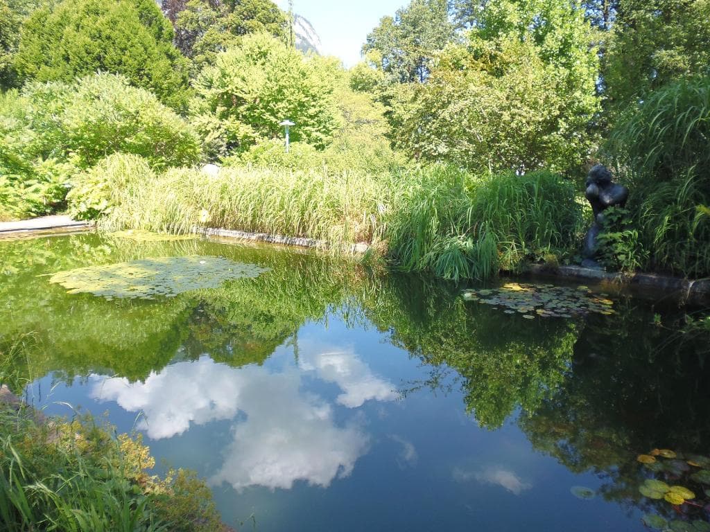 A pond