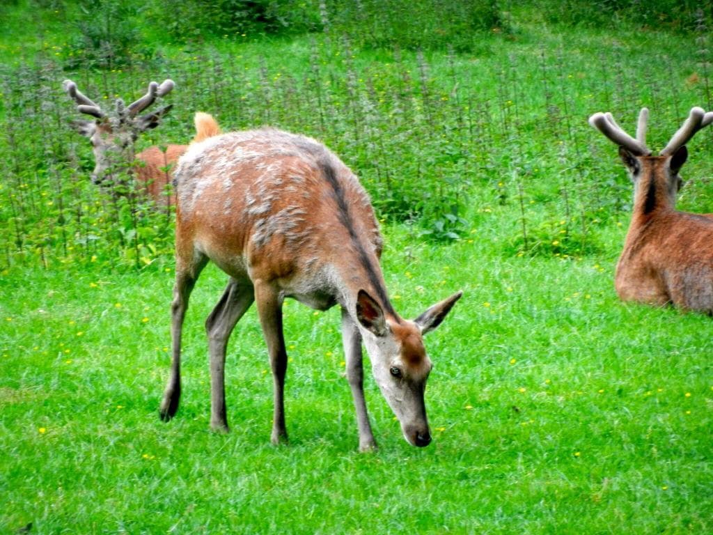 Wildpark Venusberg
