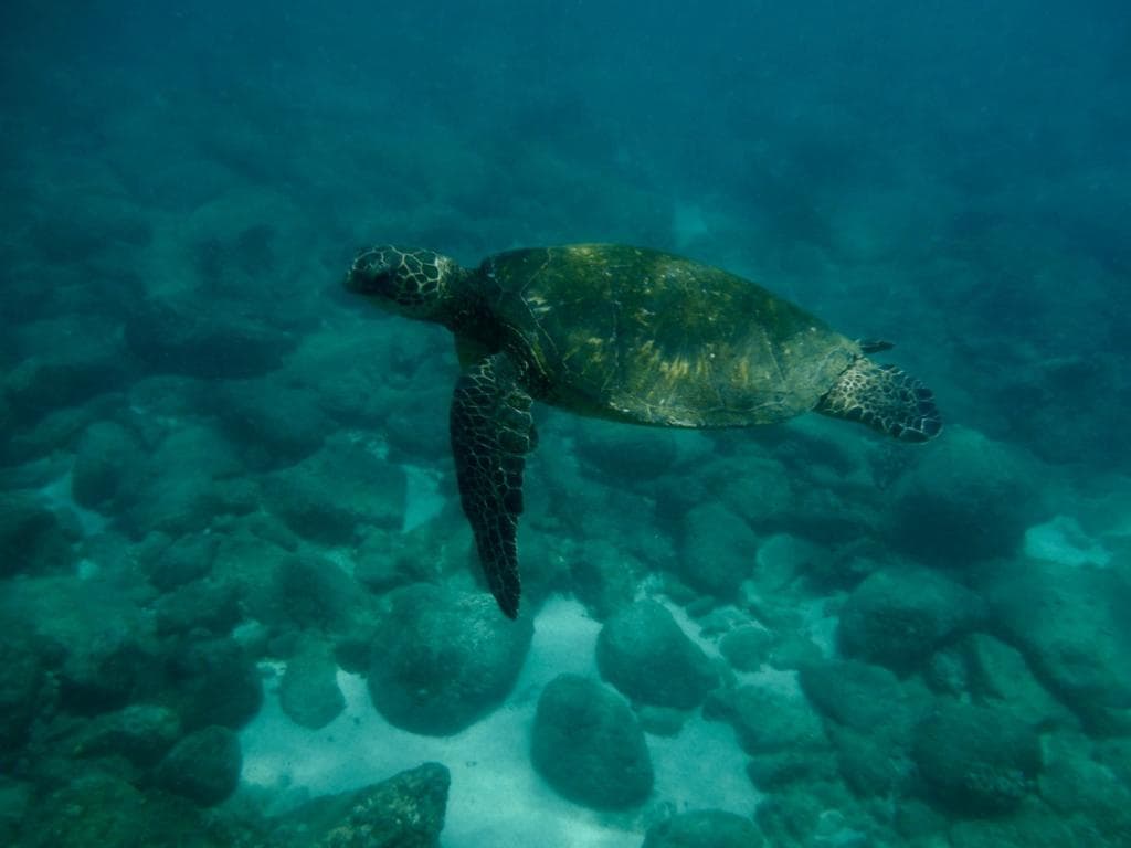 Honu swimming