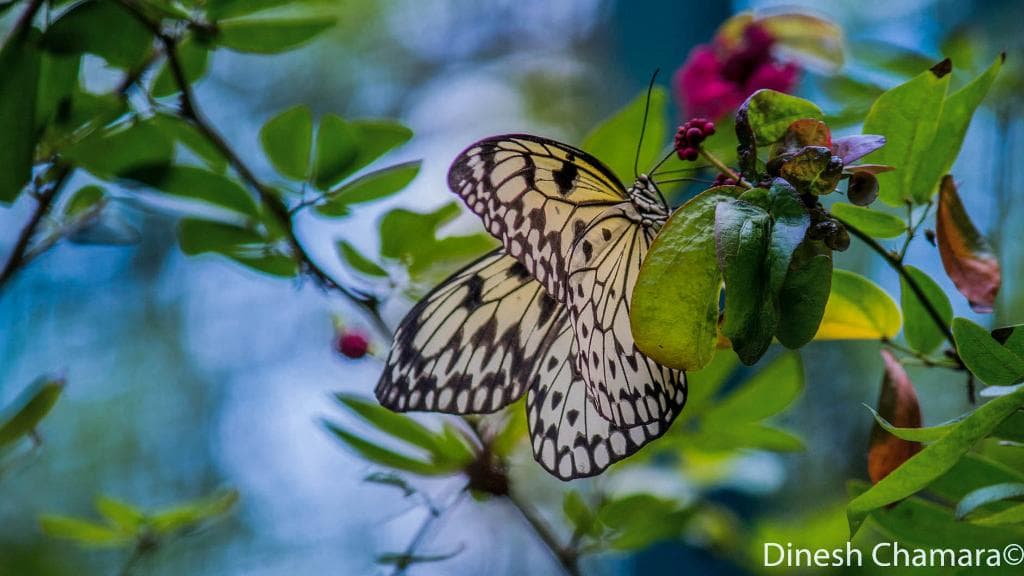 butterfly