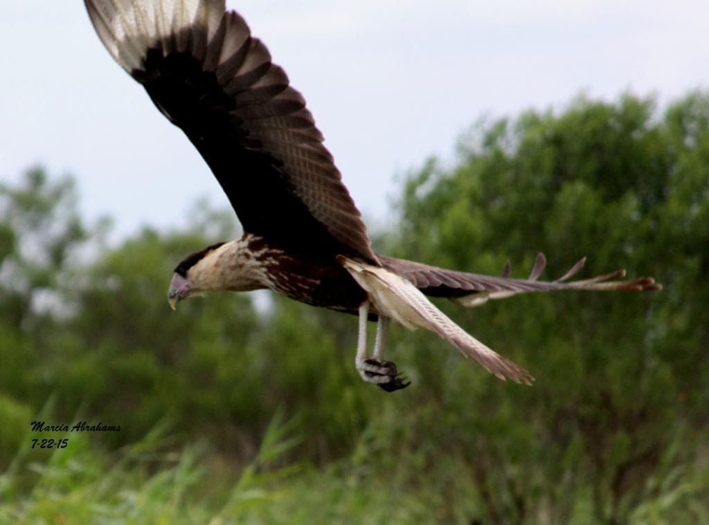 Juvenile crested caracara with a snake at Dinner Island Ranch Wildlife Management Area