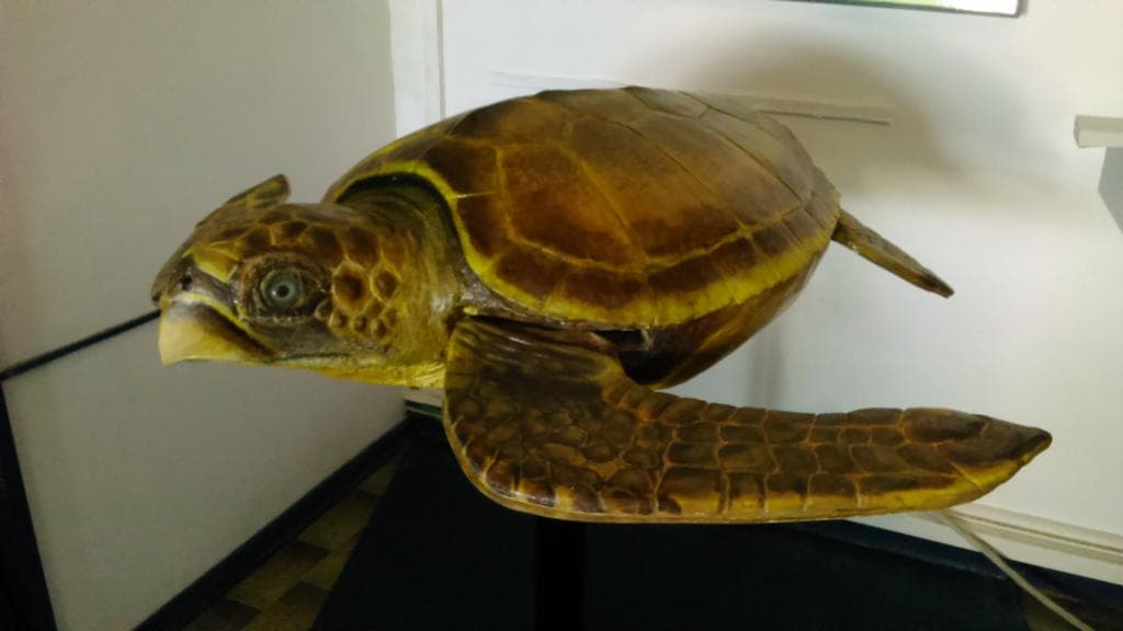 Ricostruzione di Caretta caretta