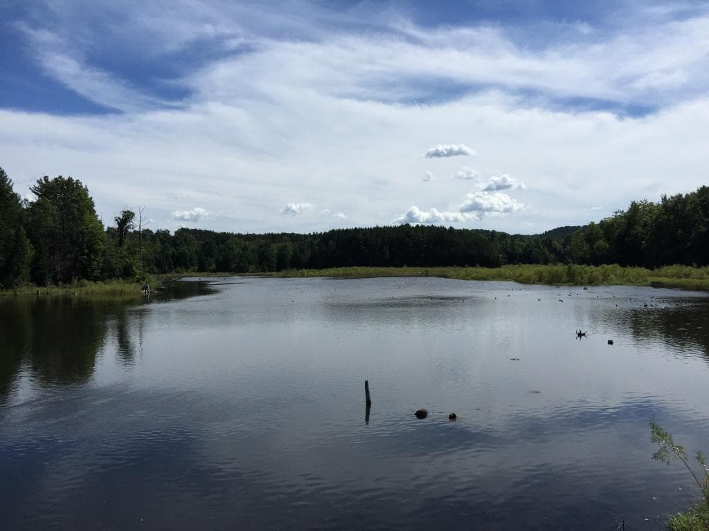 Grand Traverse Commons Natural Area