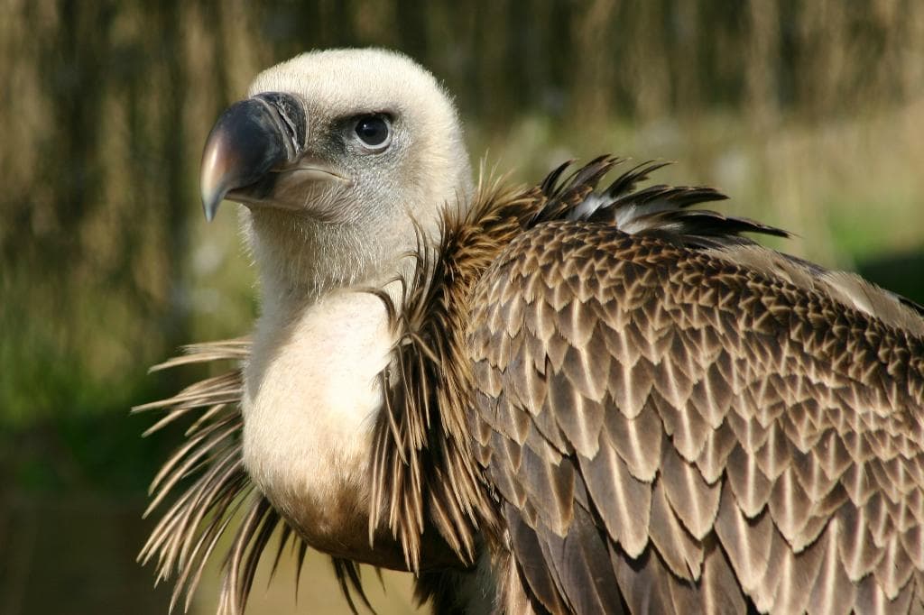 Ruppels Griffon vulture