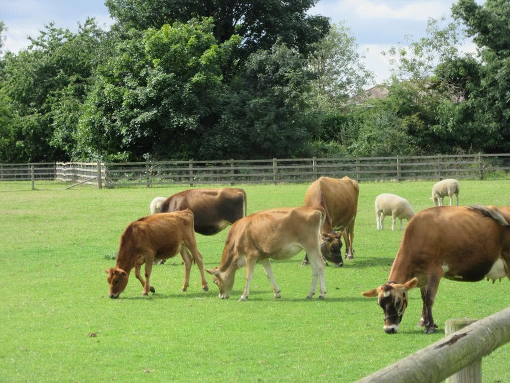 Cattle