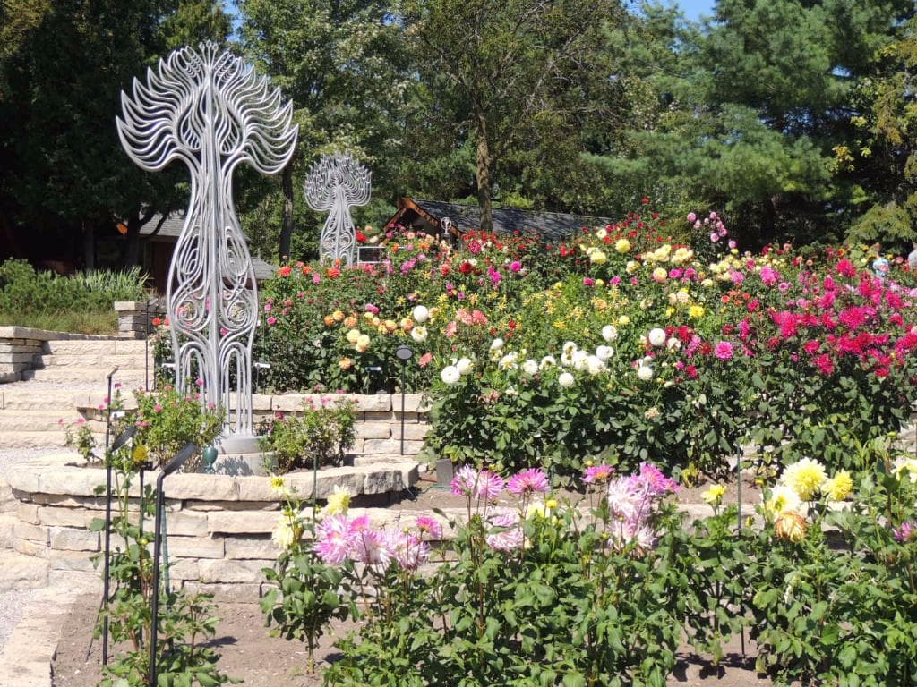 Dahlia Hill, Midland, MI