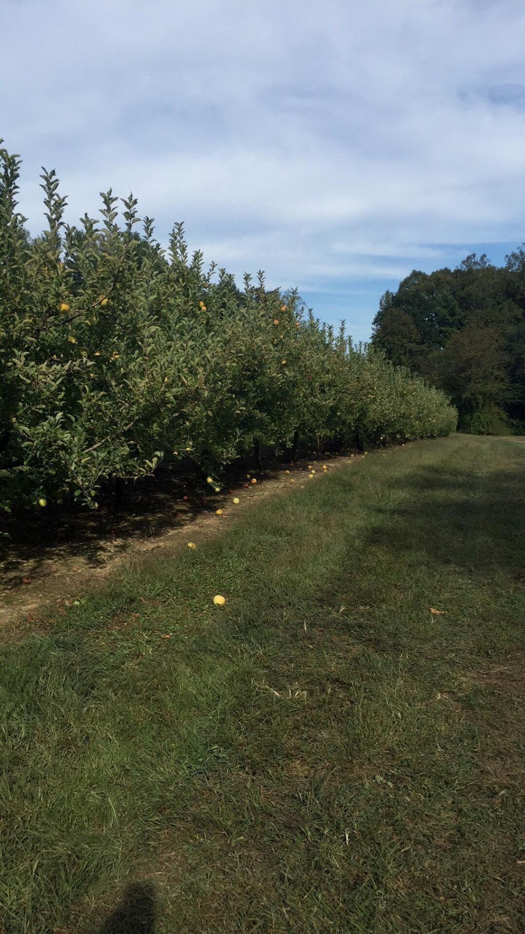 Stepp's Hillcrest Orchard