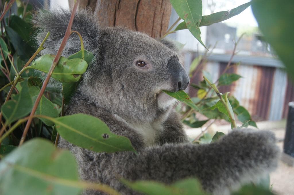 Koala