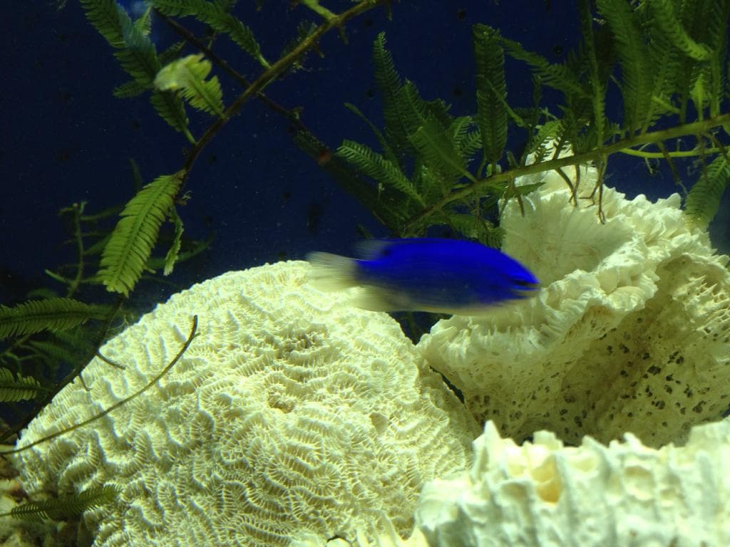 Tropical Fish