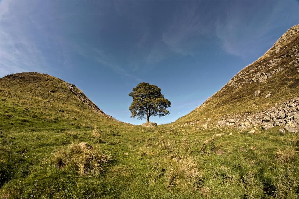 The Sycamore Tree