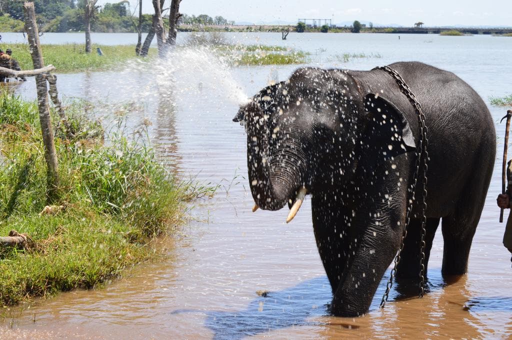 Elephant enjoying in the water