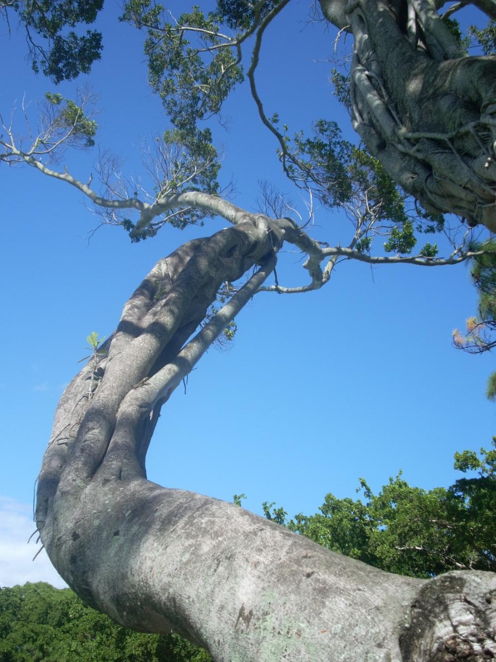 Ficus Tree