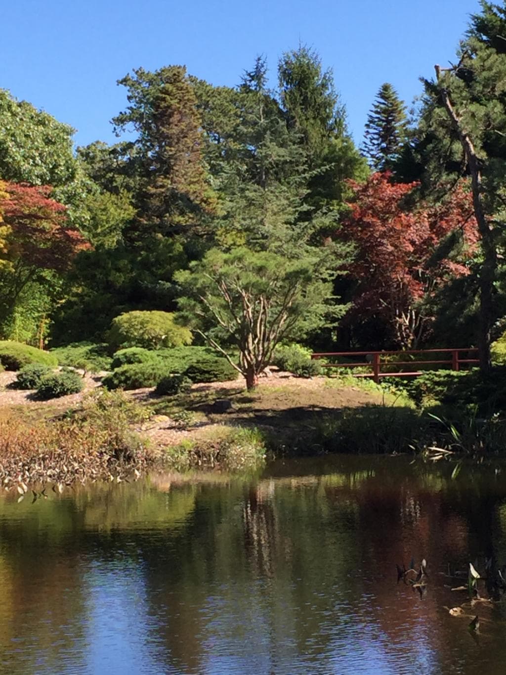 A walk around the pond