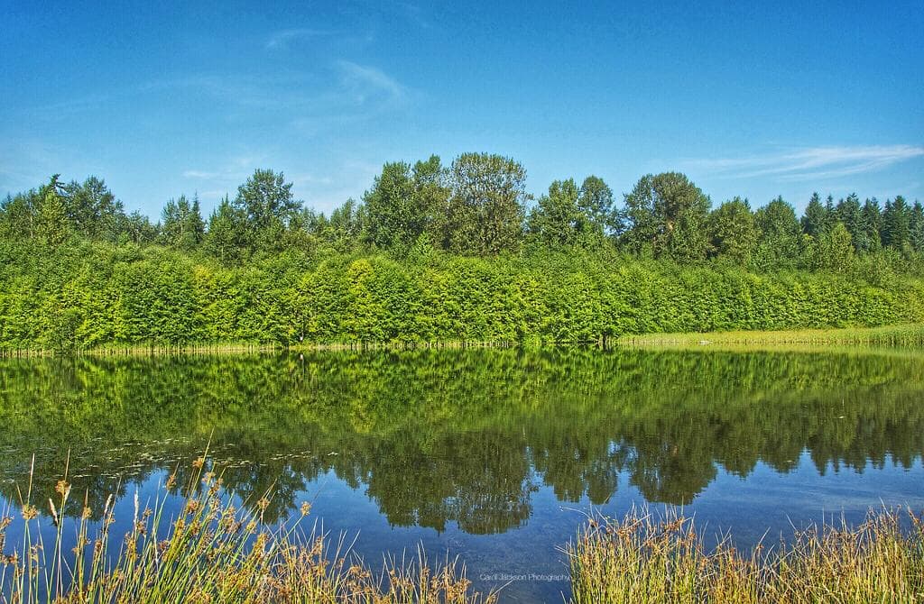 Reflections on the pond
