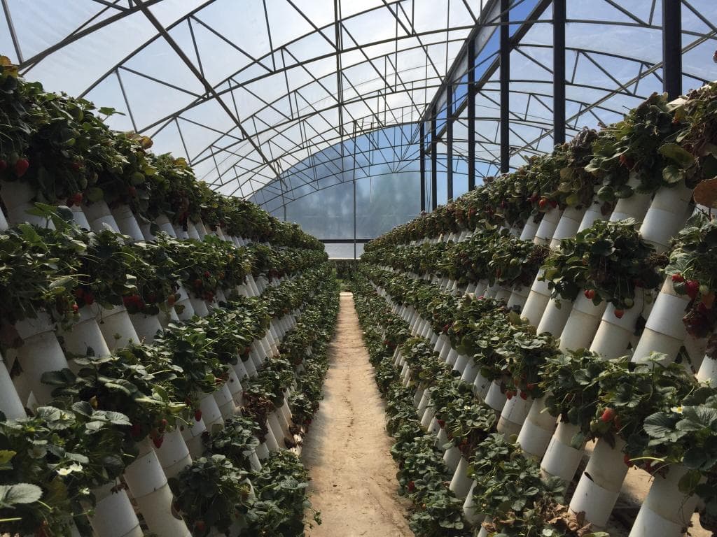 Ricardoes Tomatoes and U-Pick Strawberry Farm