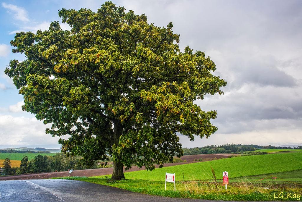 Seven Stars Tree