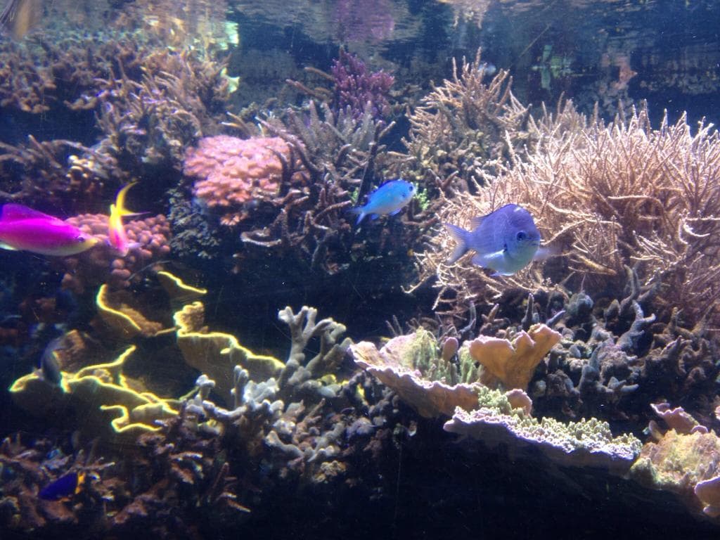 Sea Life Helsinki