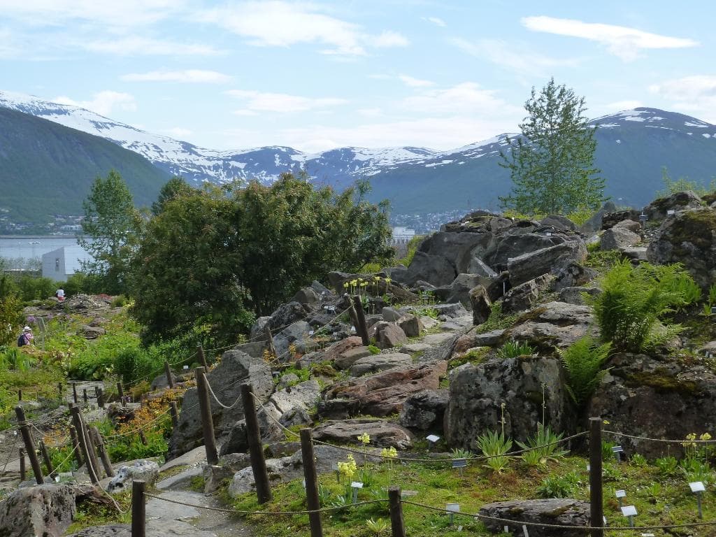 Tromso Botanical Gardens Mountain backdrop