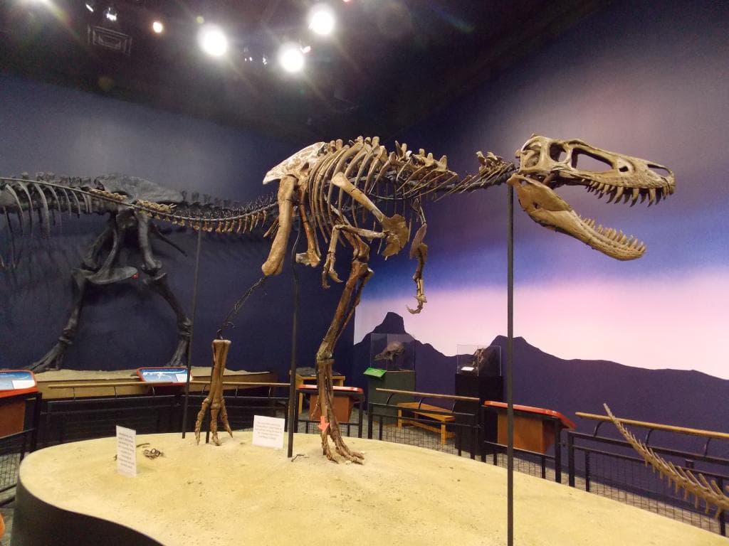 T rex Jane