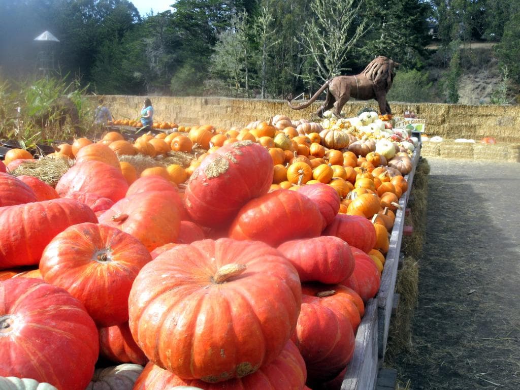 Arata Pumpkin Farm, Half Moon Bay, Ca