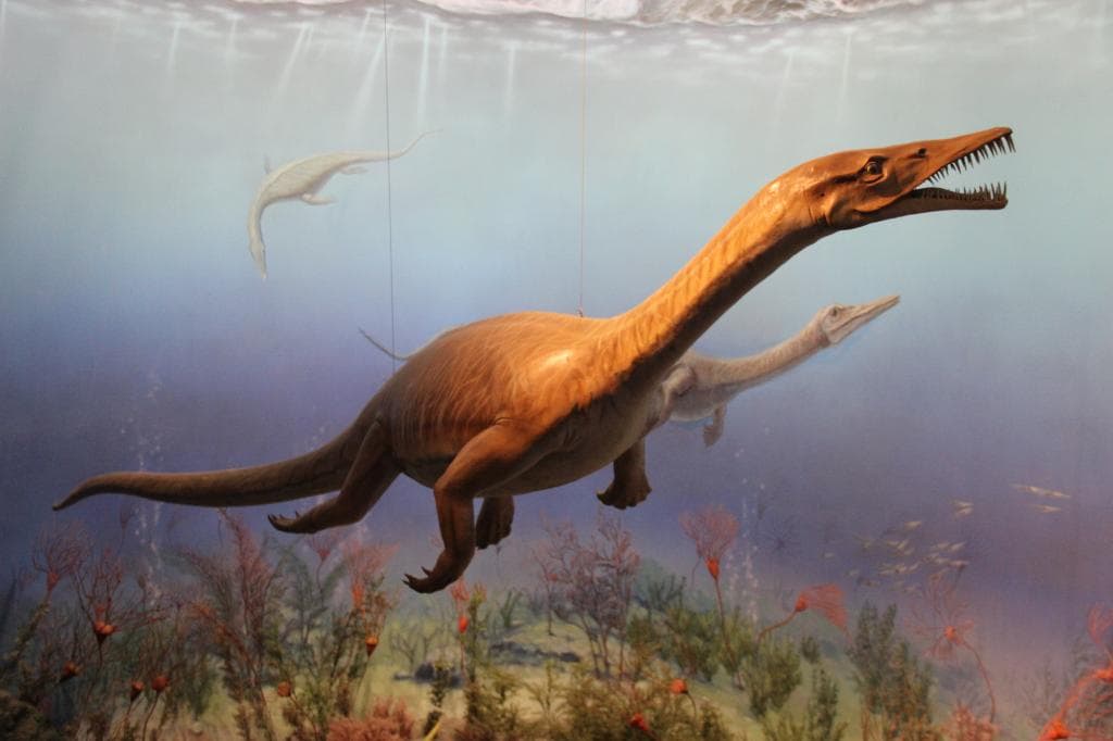Zhejiang Natural History Museum Plesiosaur