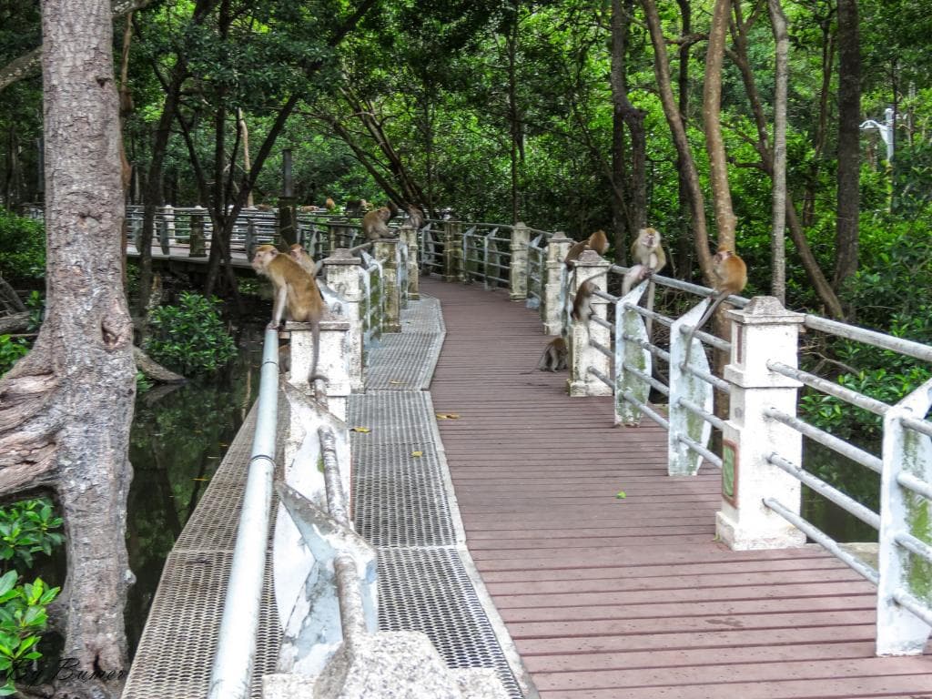 Monkeys on the bridge.