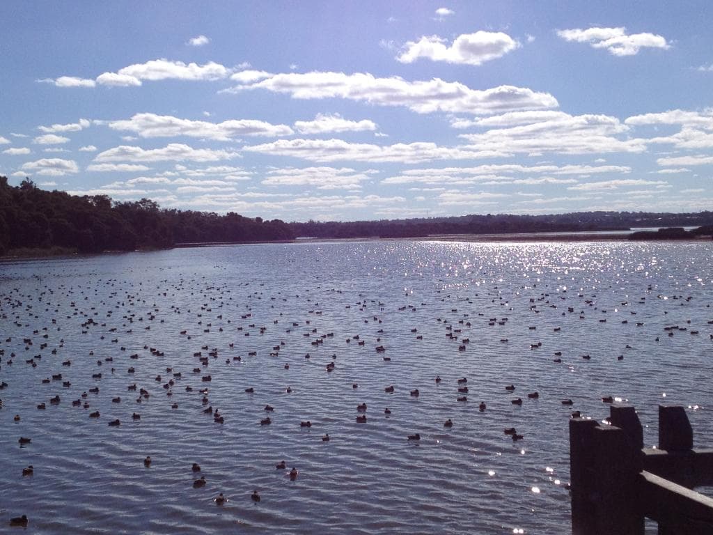 鳥たちの楽園２