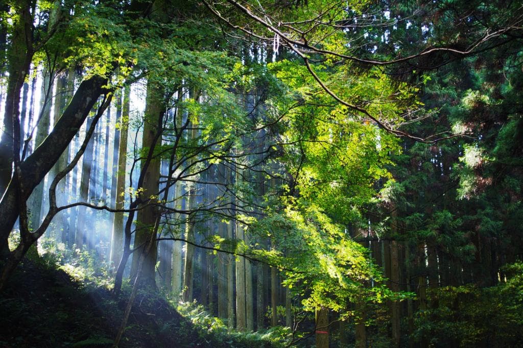 Mount Raizan (Mt. Rai)