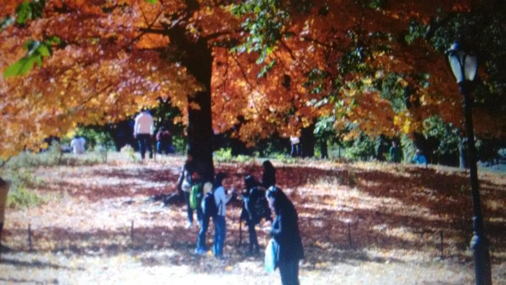 The Ramble Central Park New York