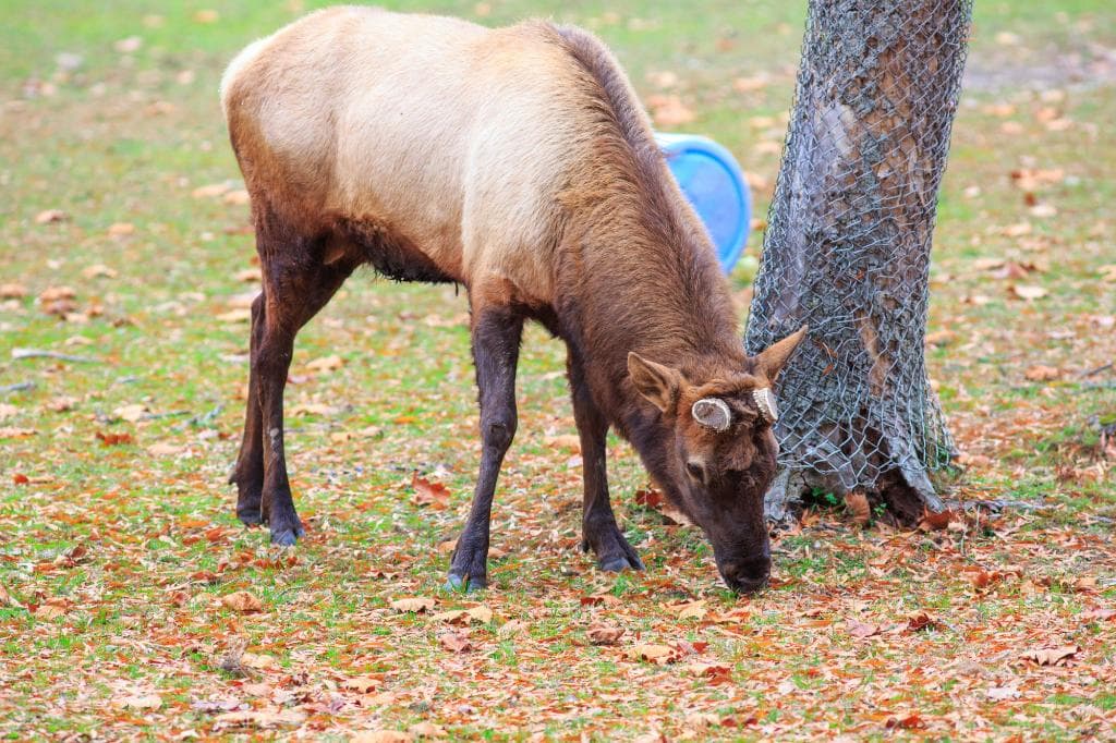 Elk
