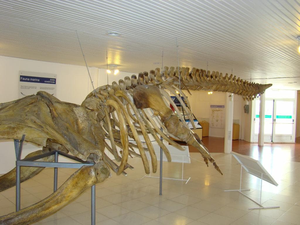 esqueleto de ballena