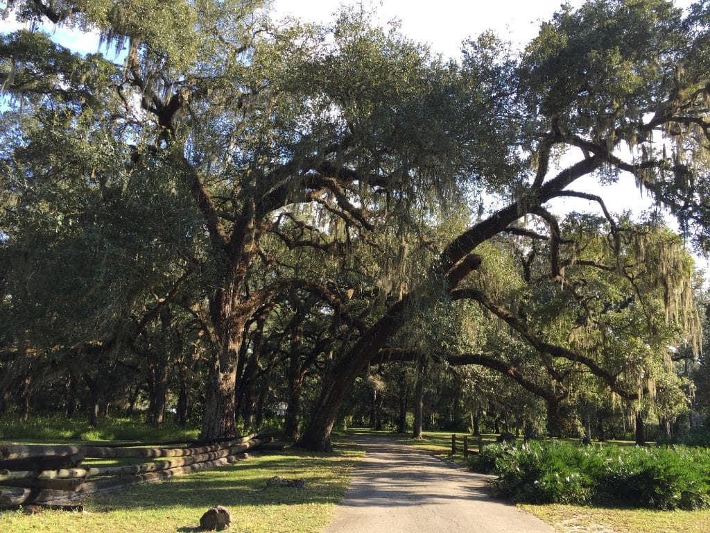 Live oaks