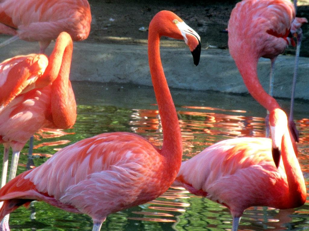Flamingos,  Charkes Paddock Zoo, Atascadero, Ca