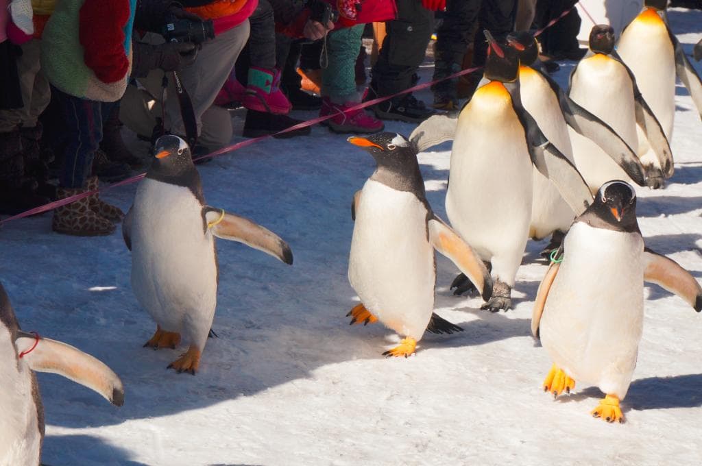 Penguin Parade