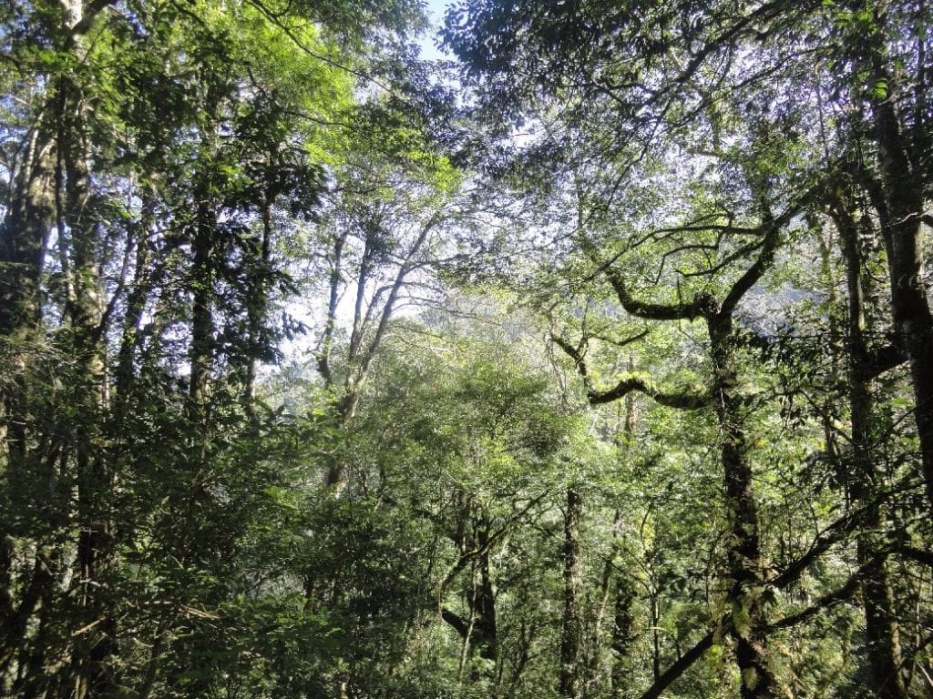 forest