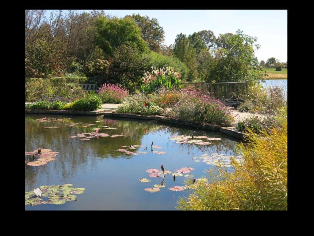 Water lilies