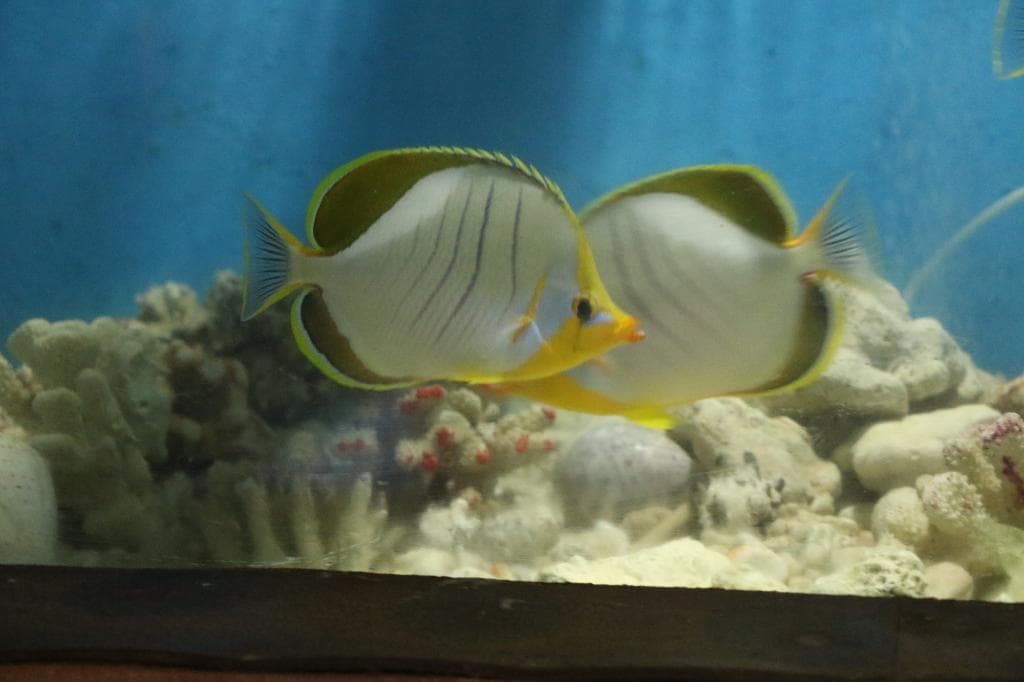 Fishes in the Marine Aquarium