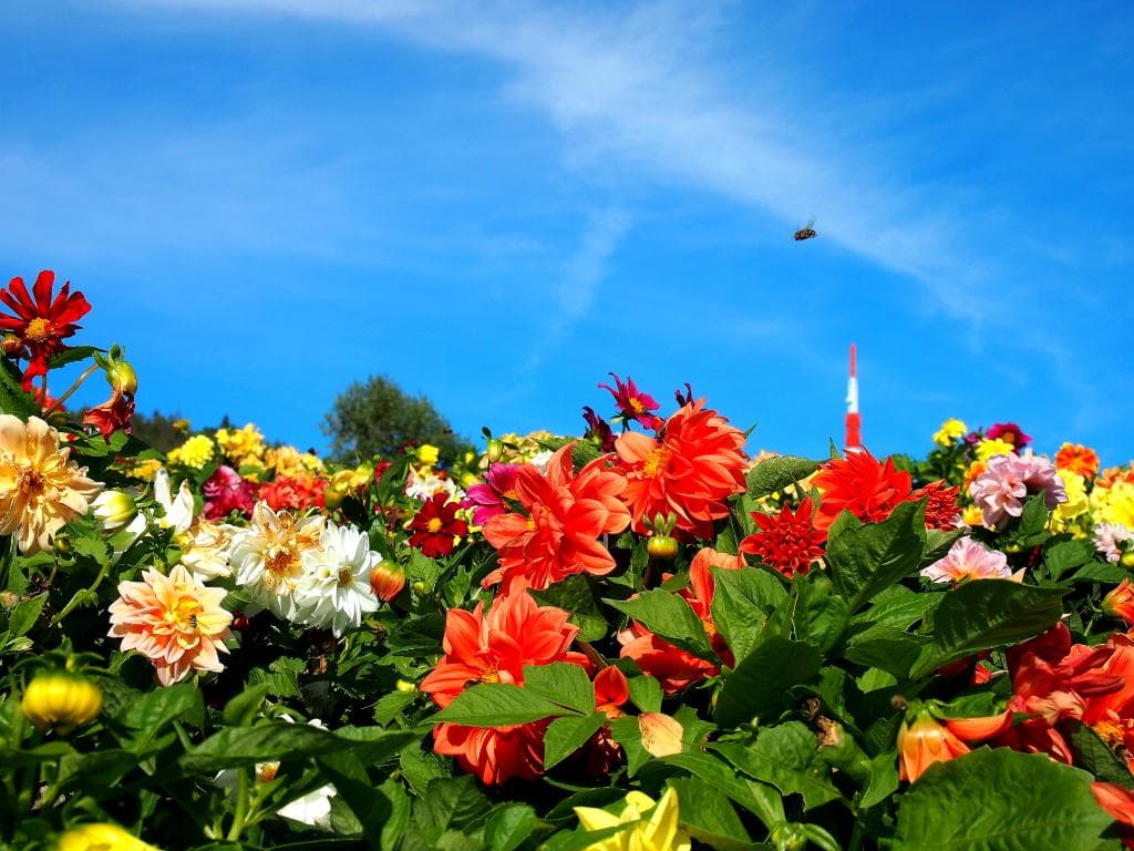 花時計、夏はダリアなどカラフルです