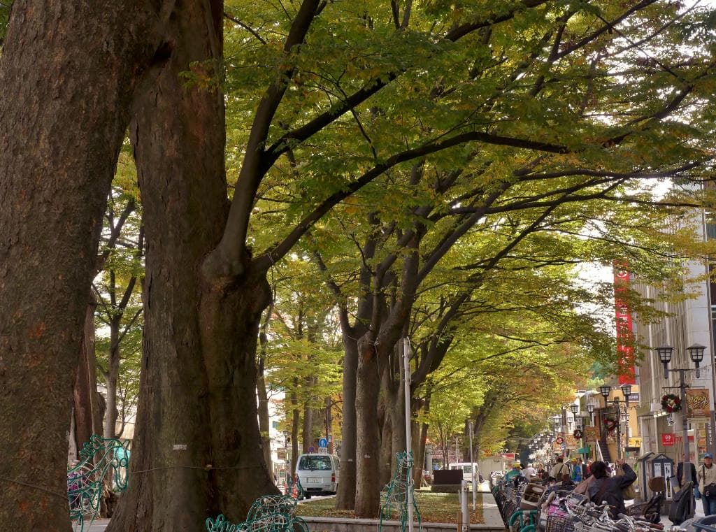 ケヤキ並木