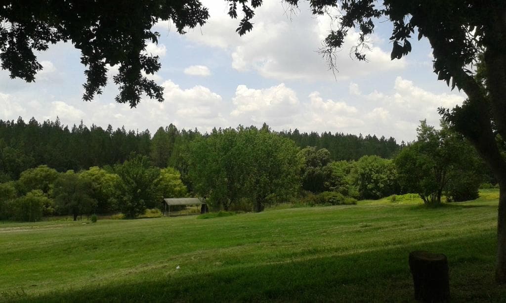 View of the Forest from Pub