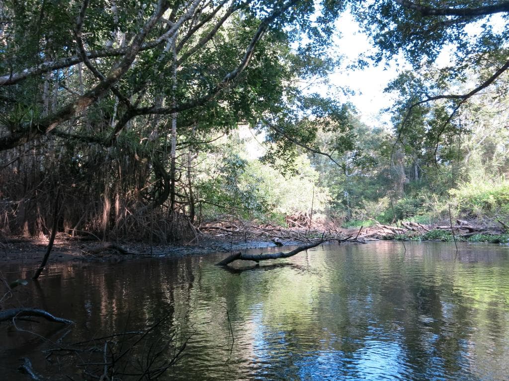 Tingana