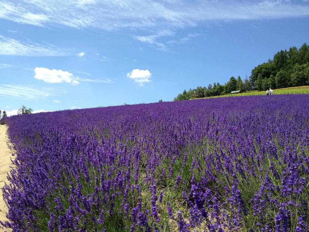 一面のラベンダー畑