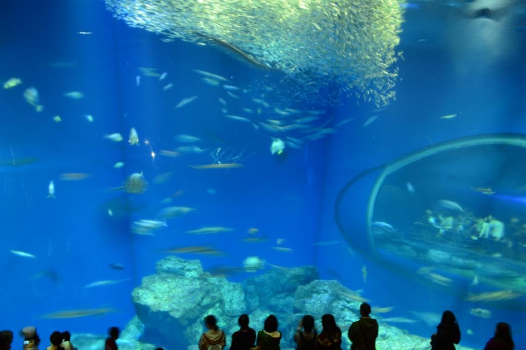 大きな水槽では職員の方が潜り解説をしてくれるショーがありました。