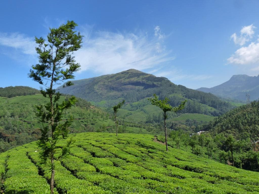 View of the tea estates on the uphill journey