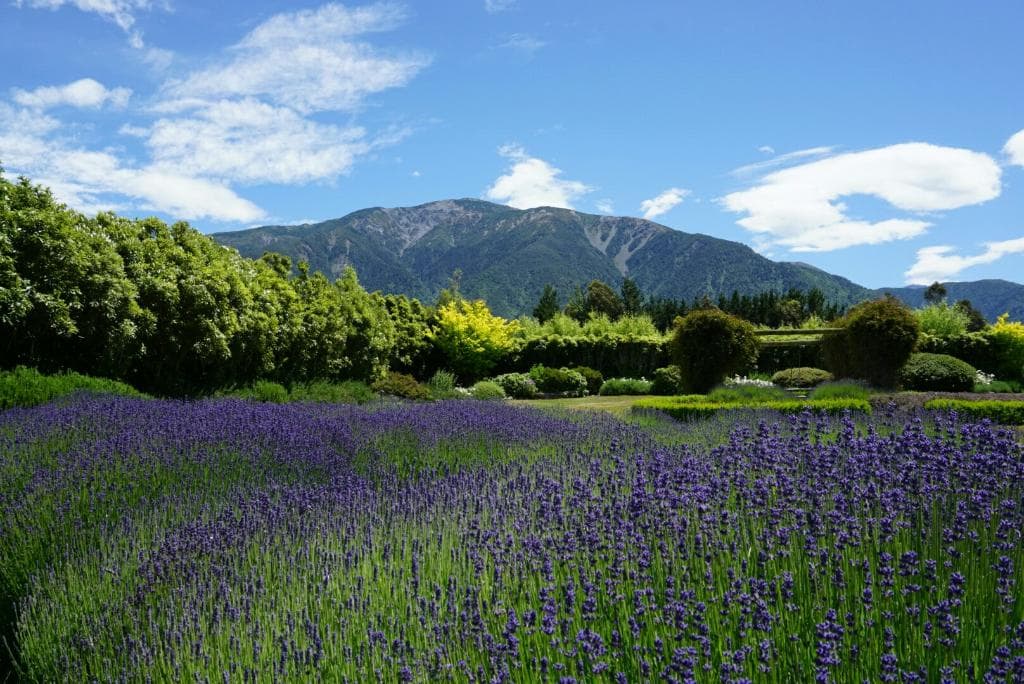 Kaikoura Farmers' Market Kaikoura New Zealand