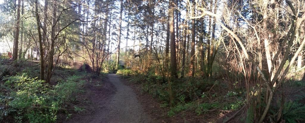 Trail in Hyland Forest Park