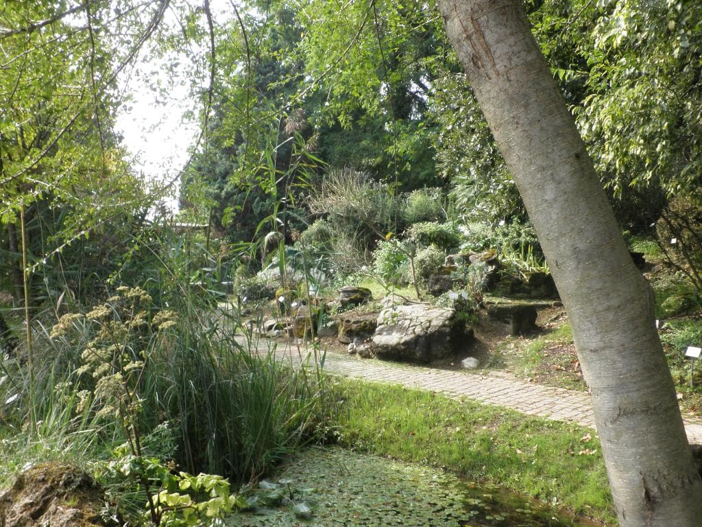Autumn path in the the garden