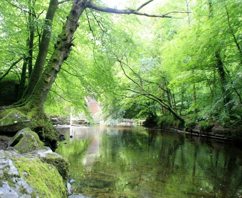 Plymbridge Woods